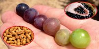 Científicos mexicanos descubren molécula que inhibe el cáncer en cacahuates, moras y uvas.