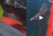 Pescadores cortan la cola de un tiburón y presumen en redes con una sonrisa (VIDEO)