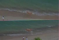 Graban a una vaca disfrutando de un paseo por la playa de Sonora (VIDEO)