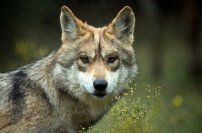 ¡Buenas Noticias! Cachorros de Lobo mexicano siguen naciendo en vida silvestre. 