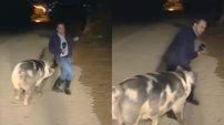 “¡Me está mordiendo!”, cerdo gigante ataca a mordidas a reportero en plena transmisión