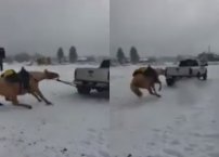 Indigna video de familia arrastrando por la fuerza a un caballo con su camioneta (VIDEO)