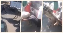 Indigna video de maltrato a caballo que jalaba una carreta con escombro en Ecatepec