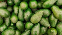 Se exportarán 125 mil toneladas de aguacate para el Súper tazón; México 