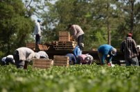 Estados Unidos, Alemania y Canadá demandan mano de obra mexicana