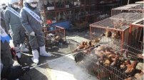 Campaña mundial pide a la ONU cierre de mercados de animales vivos