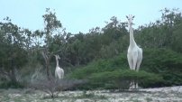 CAZADORES furtivos MATAN a dos de las tres últimas JIRAFAS blancas en peligro de extinción