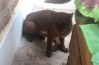 Al no haber gente por Cuarentena, aparece PUMA en el PATIO de una casa