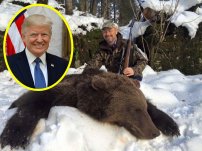 Nuevas reglas de TRUMP permitirán la caza de osos y lobos en Alaska
