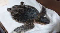 DETIENEN a traficante chino que INTENTABA trasladar en un camión a 107 tortugas congeladas