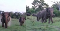 Difunden VIDEO de elefantes SALVAJES atacando turistas 