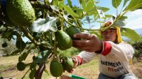 Campo mexicano sube sus EXPORTACIONES gracias al aguacate, tequila y mezcal