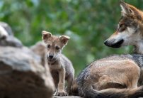 En plena PANDEMIA, nacen 8 cachorros de LOBO GRIS mexicano; especie en peligro de extinción