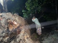 “Mi árbol se fue”, mujer llora ante caída de nogal de 100 años derrumbado por “HANNA”
