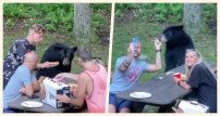 (VIDEO) Captan a OSO conviviendo con familia en pic-nic ¡como si nada!