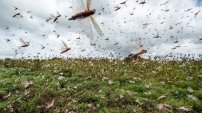 PLAGA de LANGOSTAS invade 14 ranchos en Yucatán