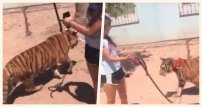 “A ver el pinch3 perro ese”. Captan en video a niña que paseaba a su TIGRE en Sinaloa