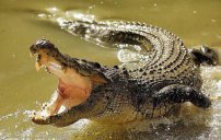 Cocodrilo mata y DEVORA a sujeto que se metió a nadar en la Laguna del Carpintero 