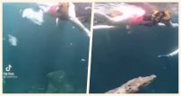 ¡Qué miedo! Captan momento en que cocodrilo “saluda” a turistas en cenote de Tulum