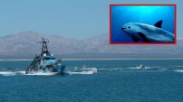 SEMAR prepara acciones para proteger a la vaquita marina; habrá tolerancia cero