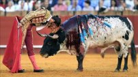 Propone MORENA prohibir entrada a menores de edad a corridas de toros