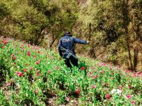 Reconoce EU MENOR producción de HEROÍNA y cultivos de AMAPOLA en México