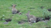 El conejo europeo también está en peligro de extinción 